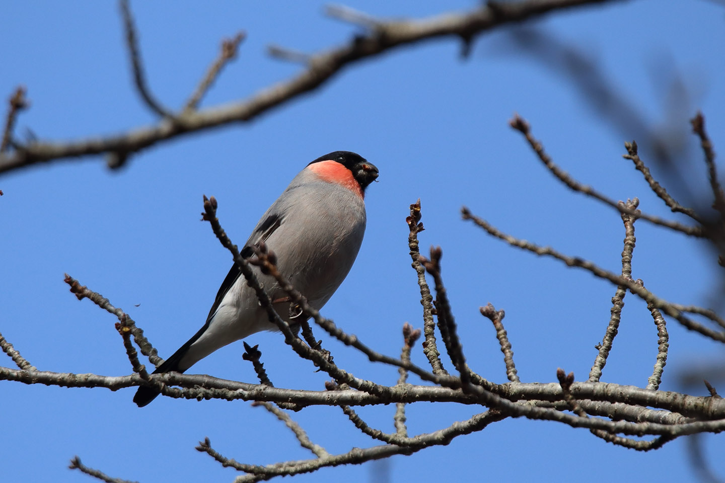 Canon EOS 6D + TAMRON SP 150-600mm F/5-6.3 Di VC USD (A011)