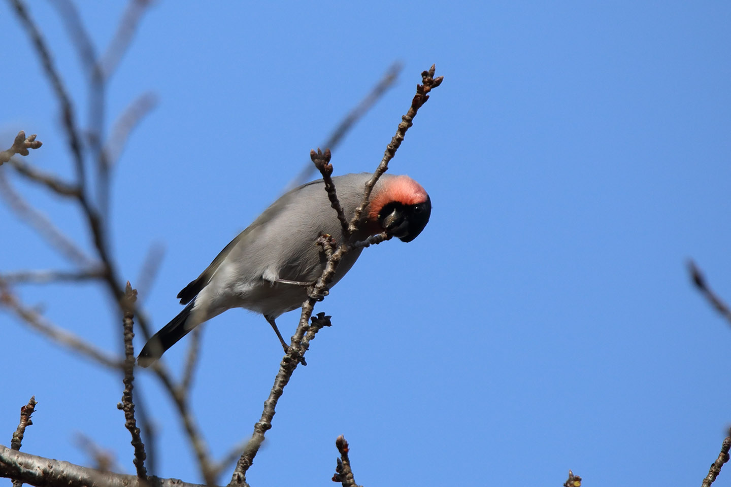 Canon EOS 6D + TAMRON SP 150-600mm F/5-6.3 Di VC USD (A011)