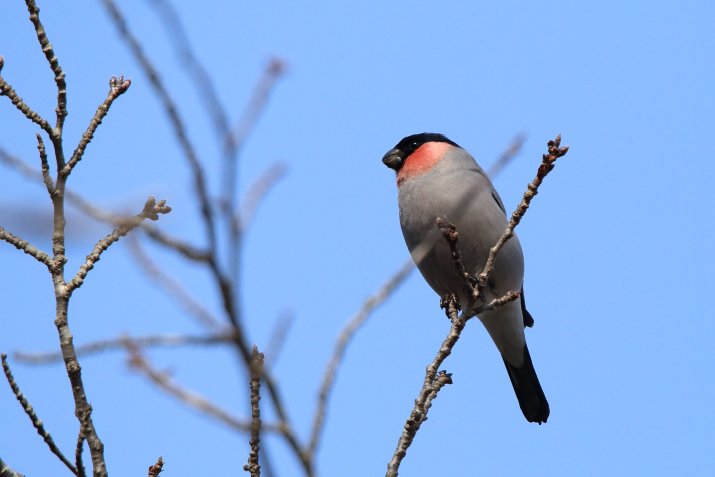 Canon EOS 6D + TAMRON SP 150-600mm F/5-6.3 Di VC USD (A011)