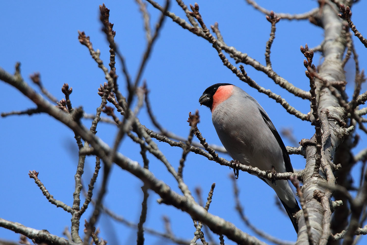 Canon EOS 6D + TAMRON SP 150-600mm F/5-6.3 Di VC USD (A011)