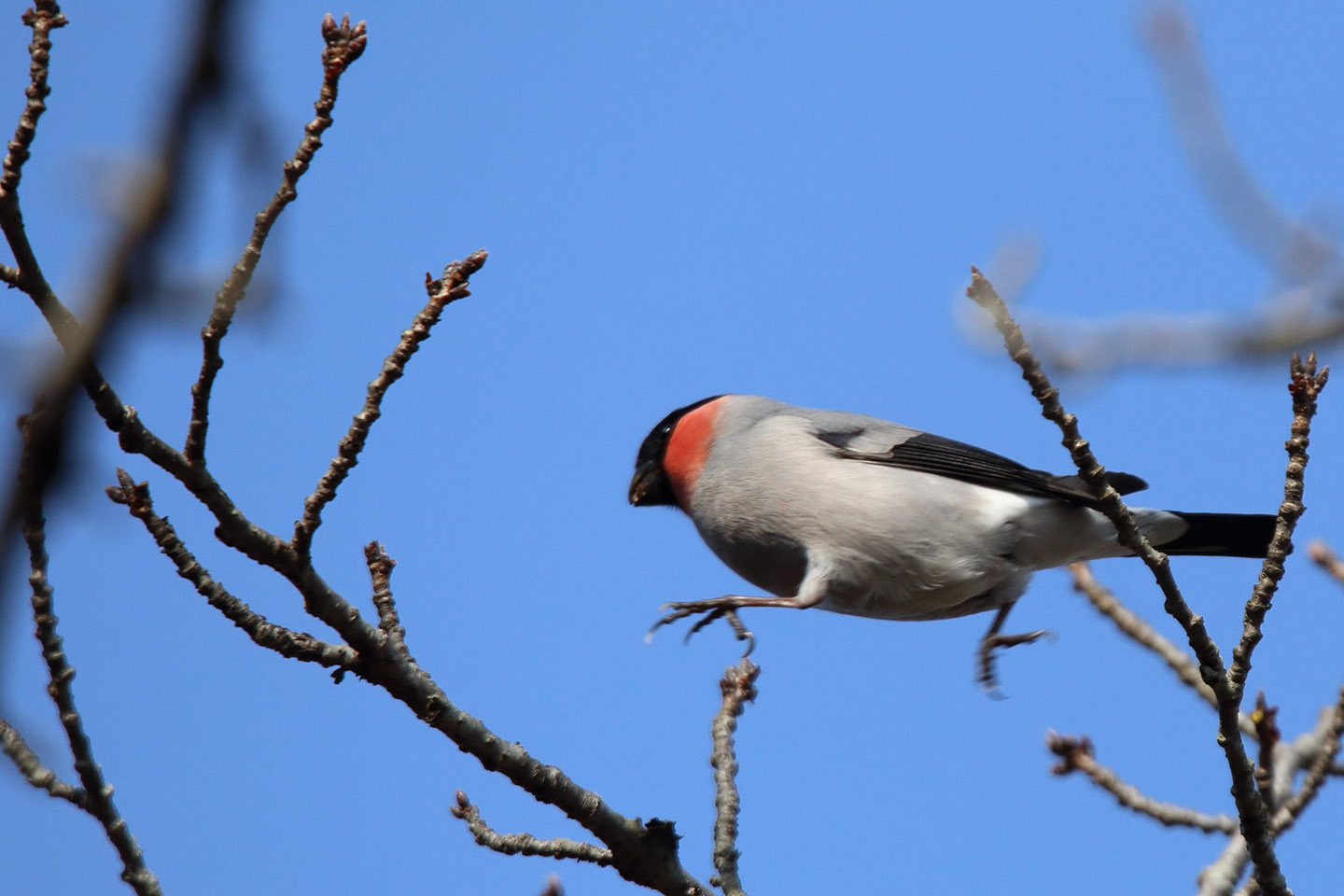 Canon EOS 6D + TAMRON SP 150-600mm F/5-6.3 Di VC USD (A011)