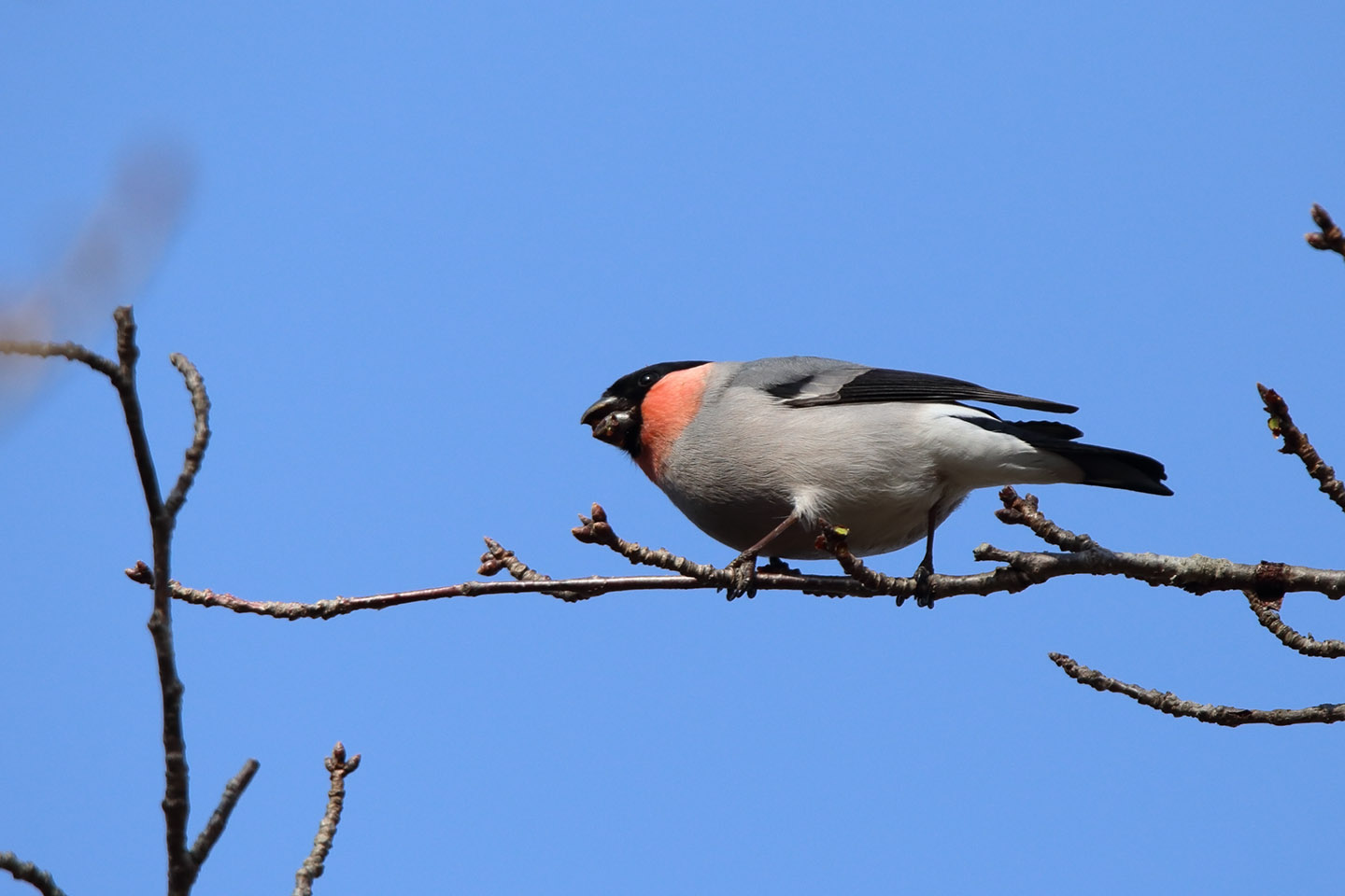 Canon EOS 6D + TAMRON SP 150-600mm F/5-6.3 Di VC USD (A011)