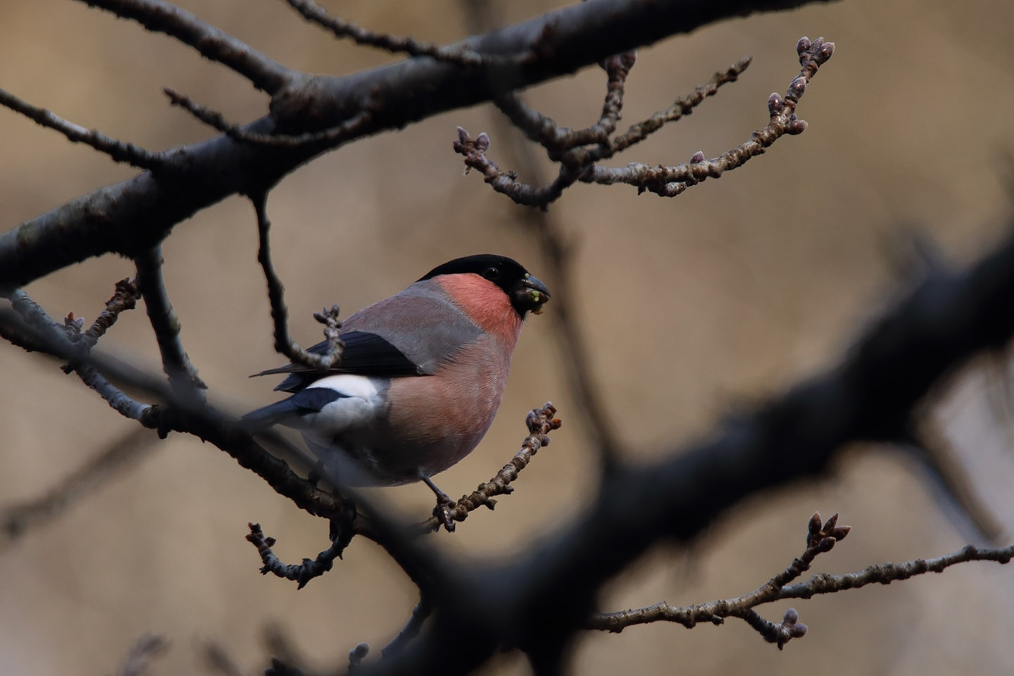 Canon EOS 6D + TAMRON SP 150-600mm F/5-6.3 Di VC USD (A011)