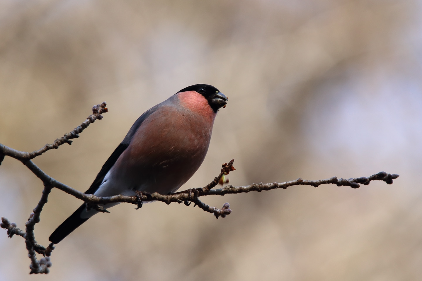 Canon EOS 6D + TAMRON SP 150-600mm F/5-6.3 Di VC USD (A011)