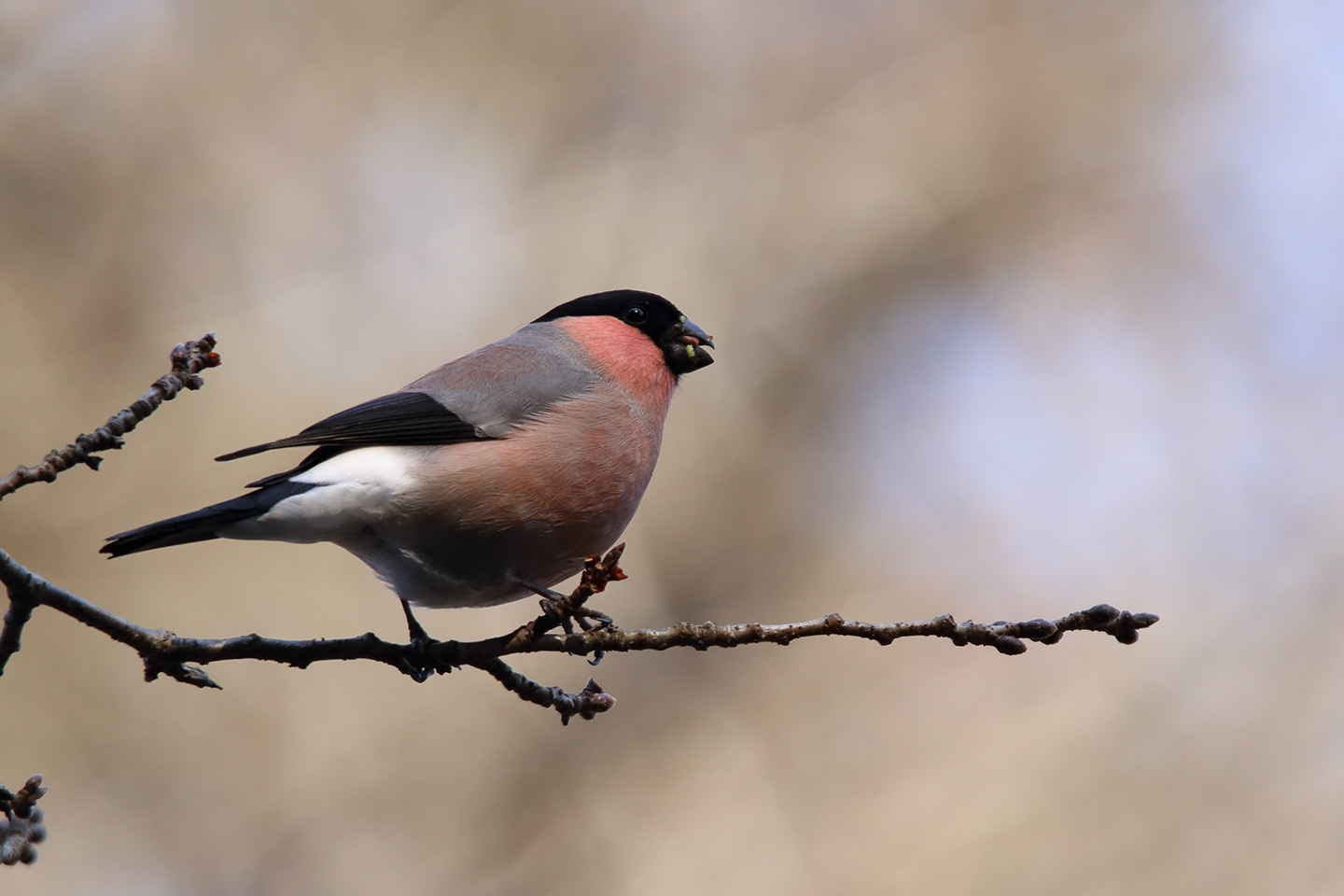 Canon EOS 6D + TAMRON SP 150-600mm F/5-6.3 Di VC USD (A011)