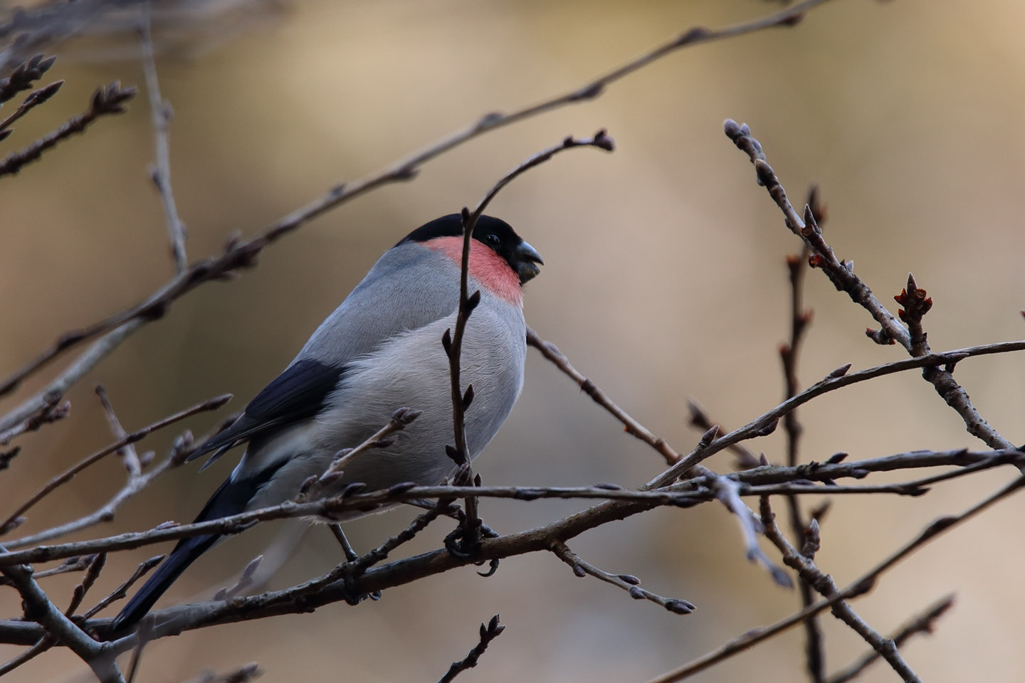 Canon EOS 6D + TAMRON SP 150-600mm F/5-6.3 Di VC USD (A011)