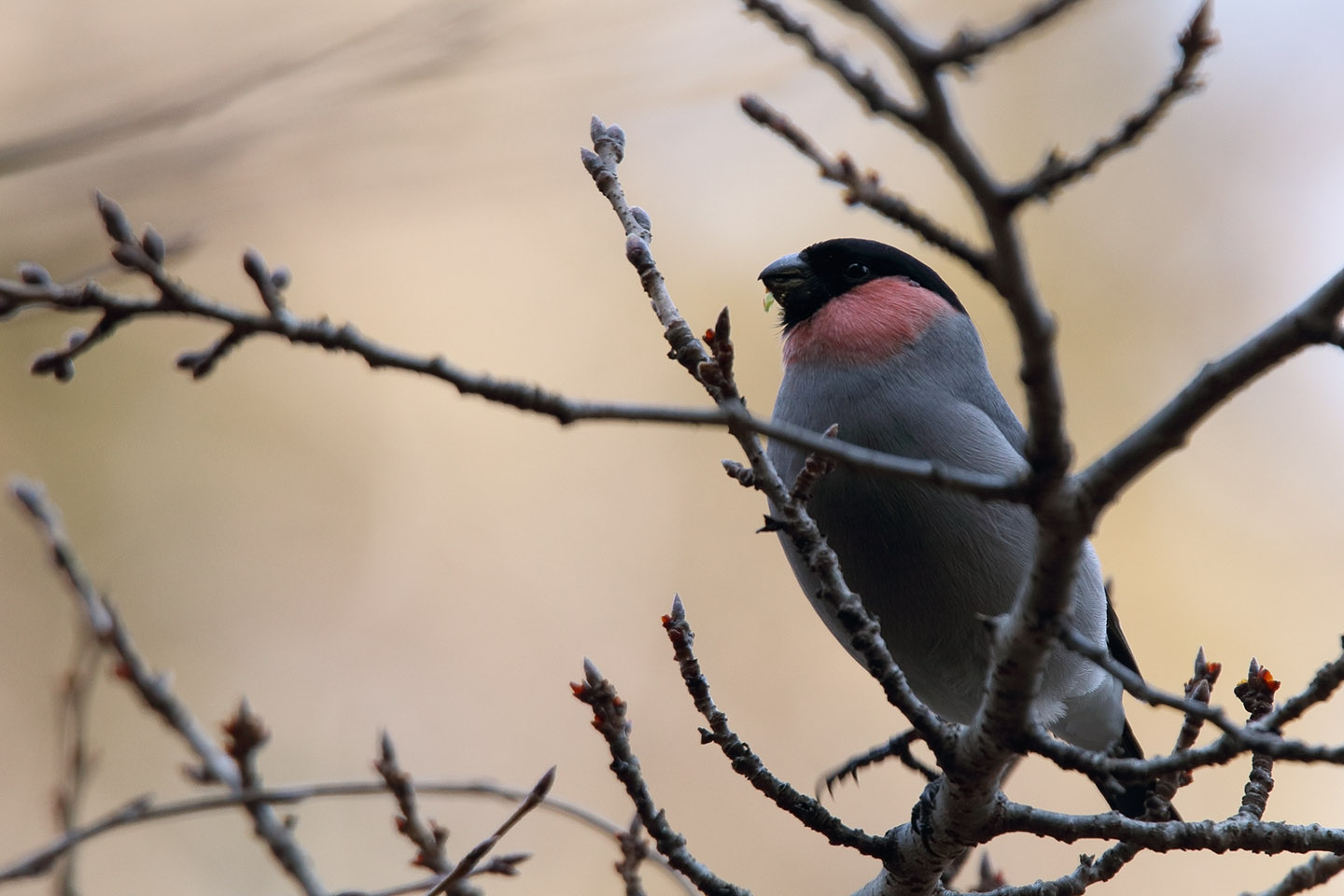 Canon EOS 6D + TAMRON SP 150-600mm F/5-6.3 Di VC USD (A011)