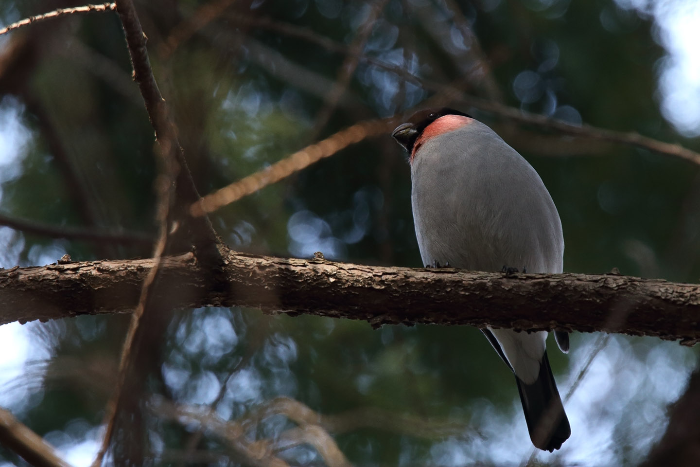 Canon EOS 6D + TAMRON SP 150-600mm F/5-6.3 Di VC USD (A011)