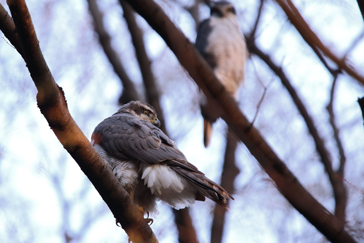 Canon EOS 6D + TAMRON SP 150-600mm F/5-6.3 Di VC USD (A011)