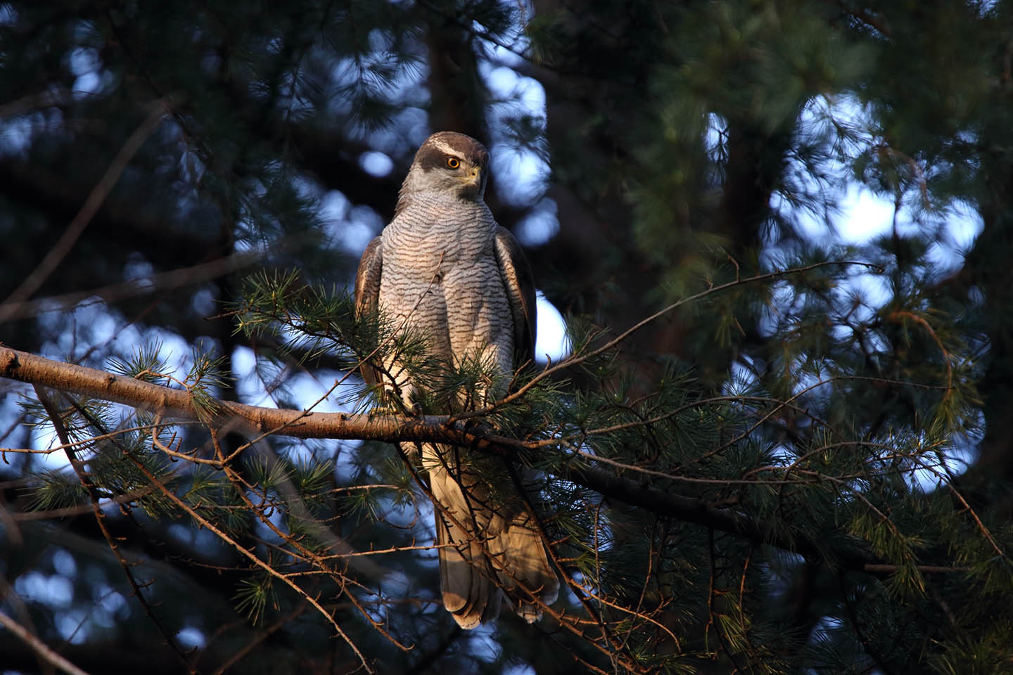 Canon EOS 6D + TAMRON SP 150-600mm F/5-6.3 Di VC USD (A011)