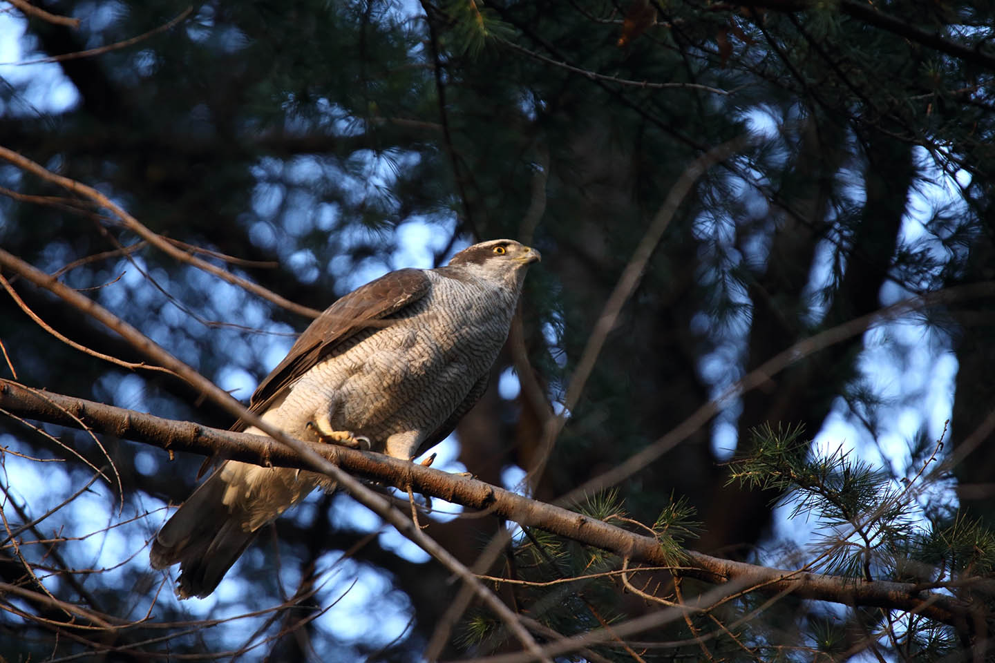 Canon EOS 6D + TAMRON SP 150-600mm F/5-6.3 Di VC USD (A011)