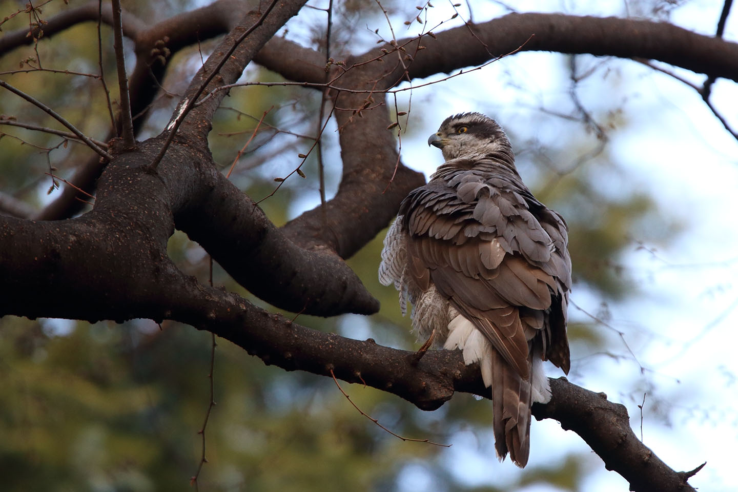 Canon EOS 6D + TAMRON SP 150-600mm F/5-6.3 Di VC USD (A011)