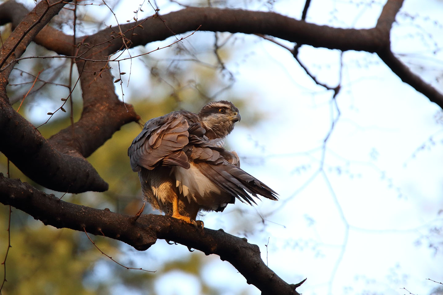 Canon EOS 6D + TAMRON SP 150-600mm F/5-6.3 Di VC USD (A011)