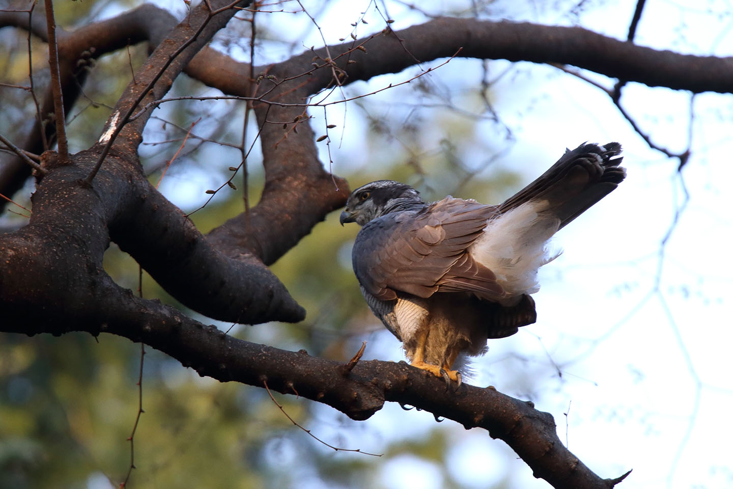 Canon EOS 6D + TAMRON SP 150-600mm F/5-6.3 Di VC USD (A011)