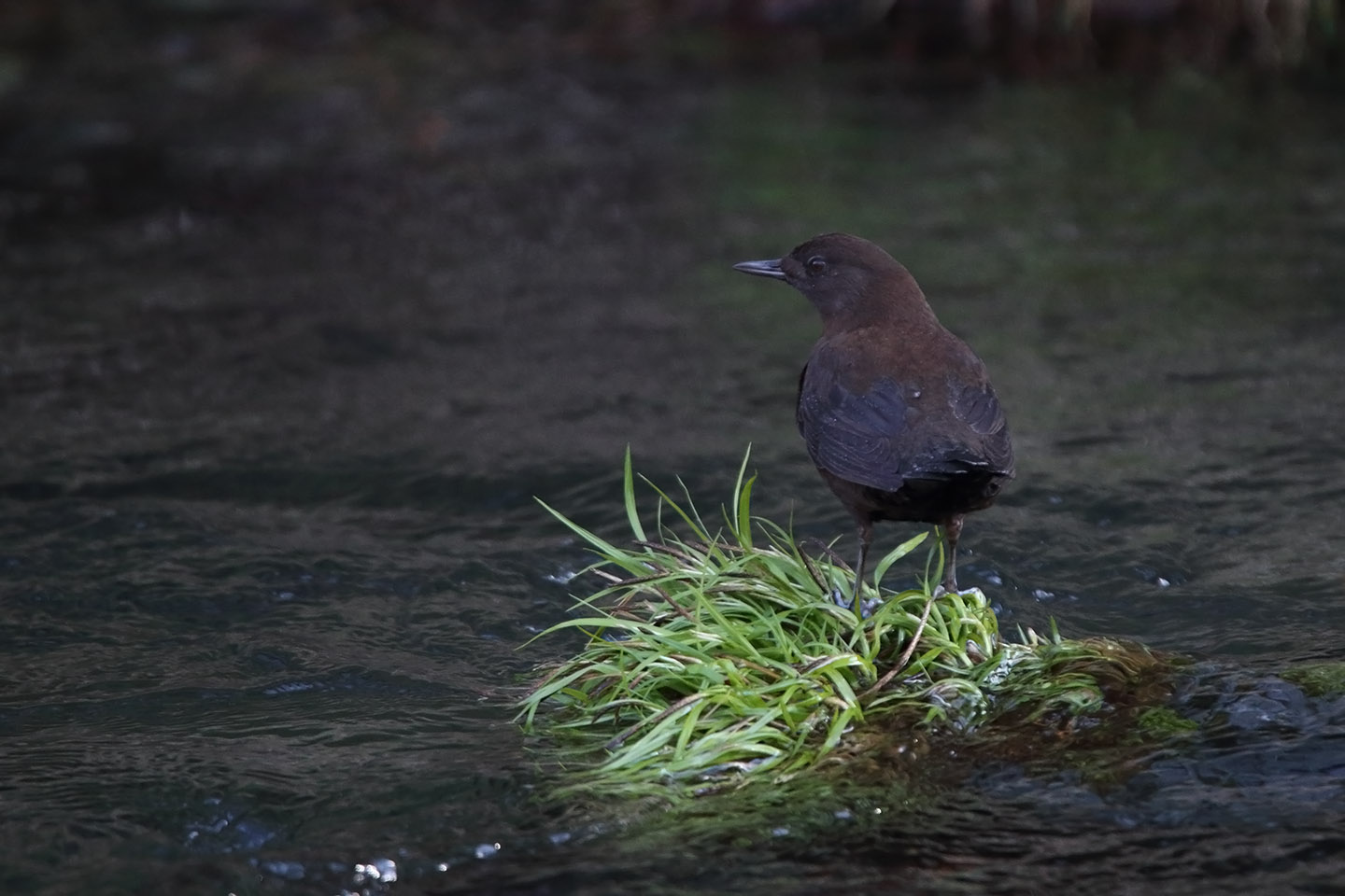 Canon EOS 6D + TAMRON SP 150-600mm F/5-6.3 Di VC USD (A011)