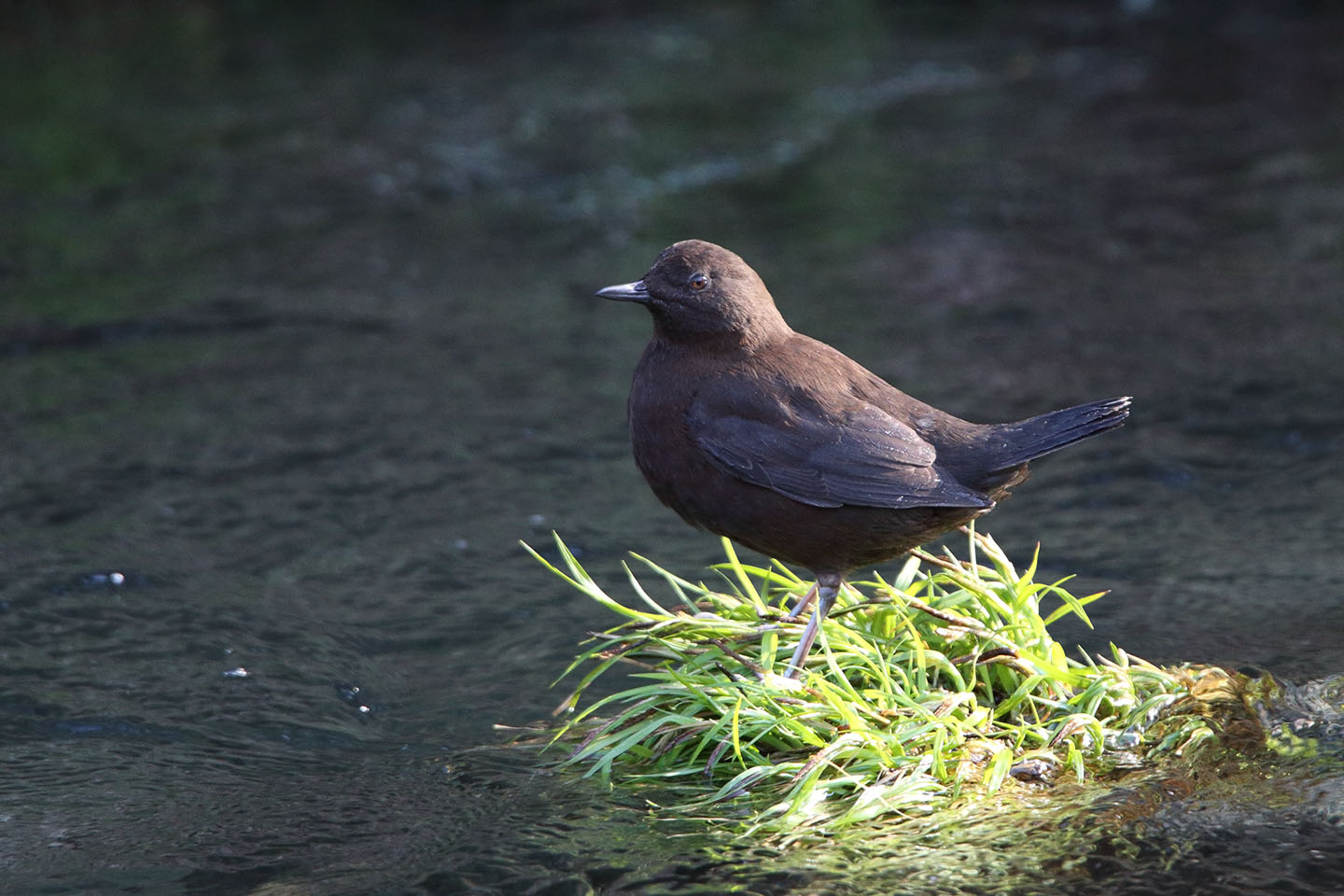 Canon EOS 6D + TAMRON SP 150-600mm F/5-6.3 Di VC USD (A011)