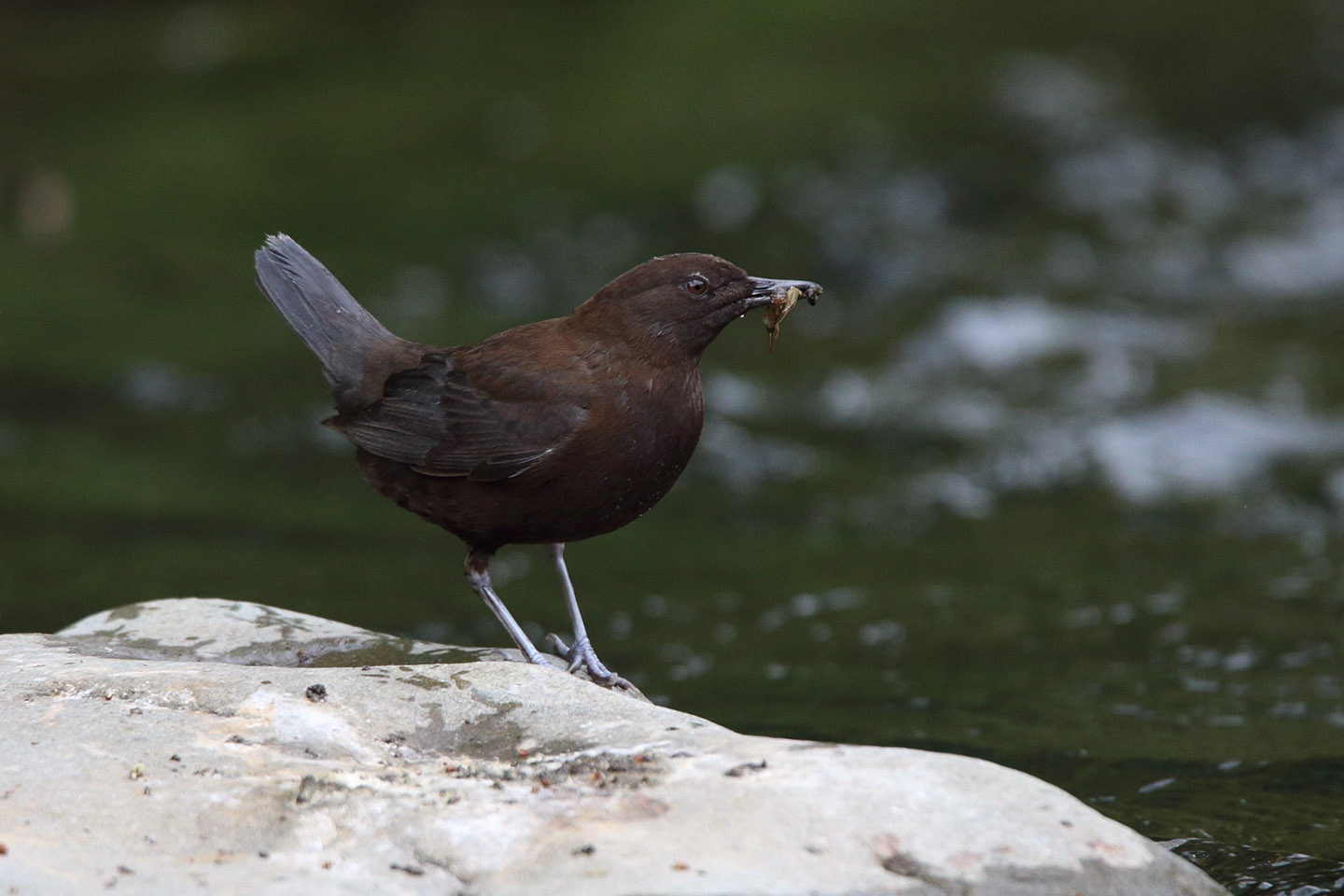 Canon EOS 6D + TAMRON SP 150-600mm F/5-6.3 Di VC USD (A011)