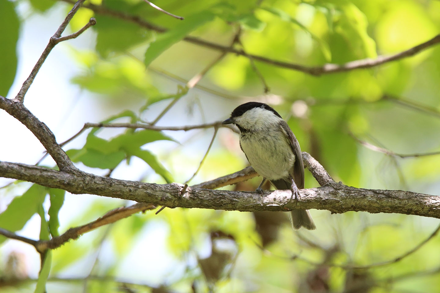 Canon EOS 6D + TAMRON SP 150-600mm F/5-6.3 Di VC USD (A011)