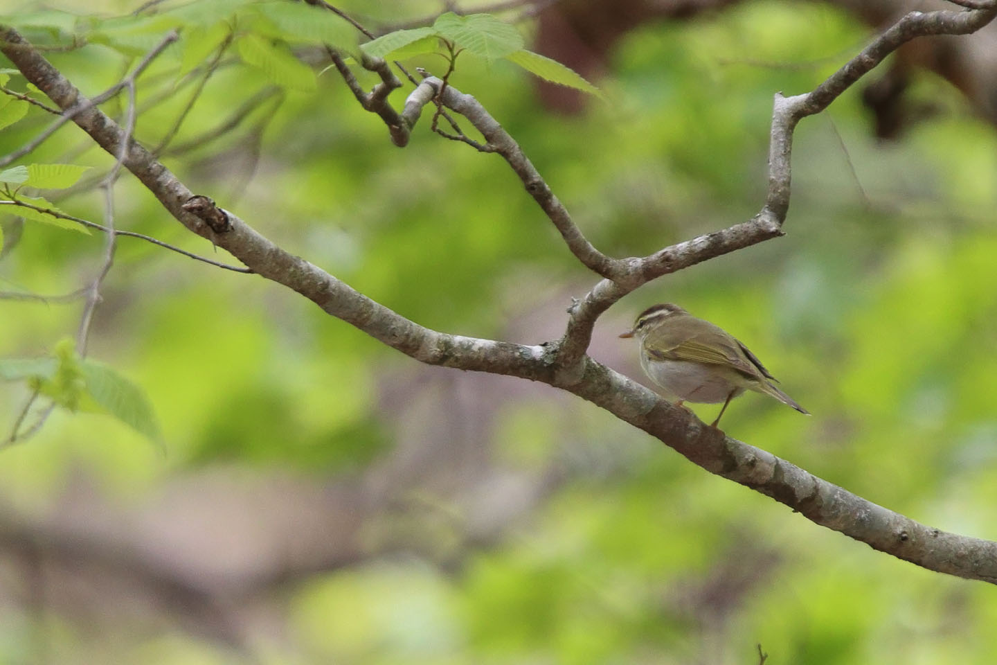 Canon EOS 6D + TAMRON SP 150-600mm F/5-6.3 Di VC USD (A011)