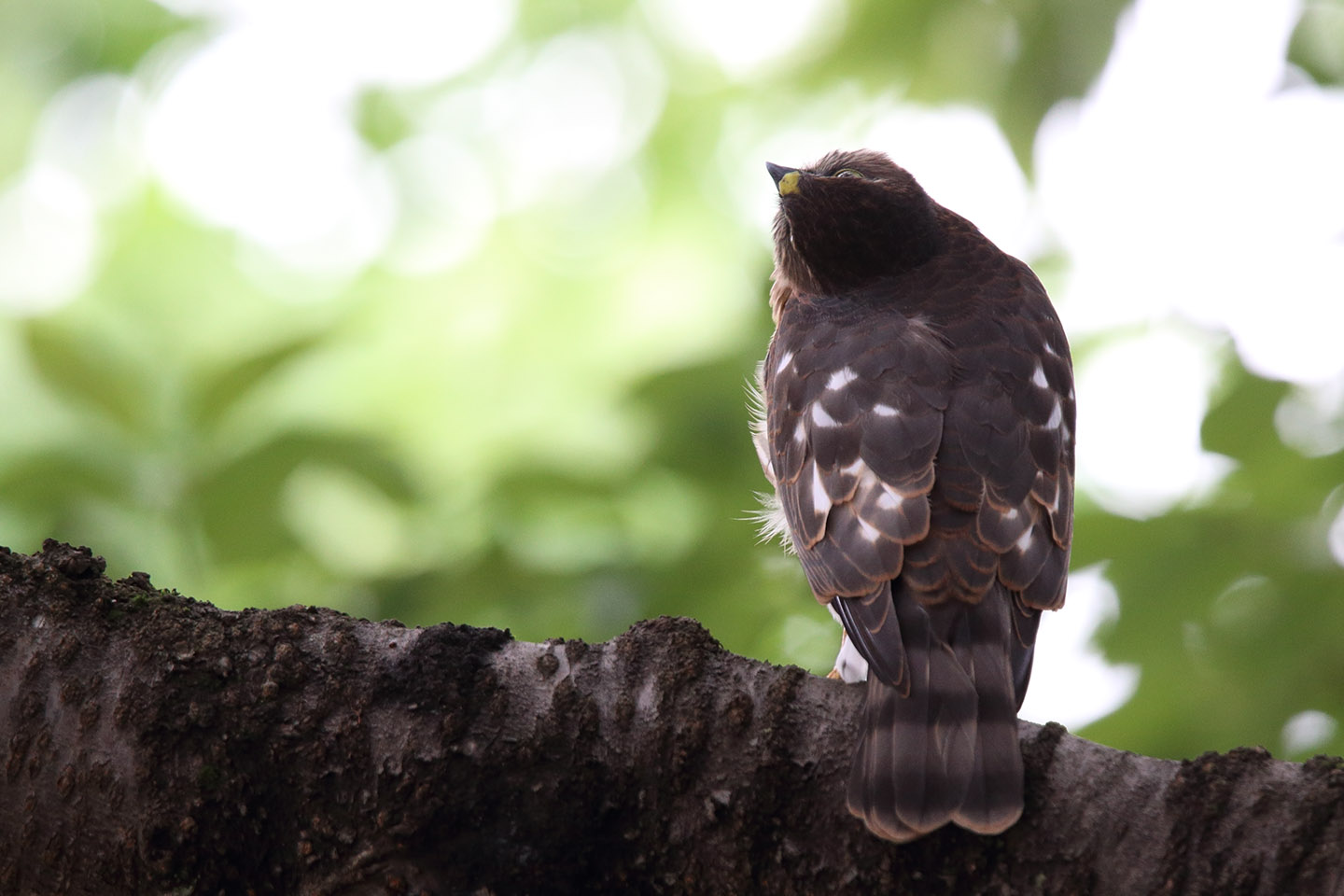 Canon EOS 6D + TAMRON SP 150-600mm F/5-6.3 Di VC USD (A011)