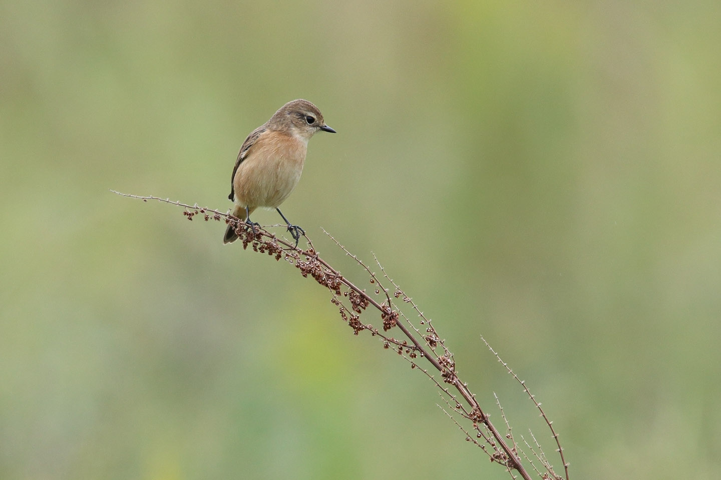 Canon EOS 6D + TAMRON SP 150-600mm F/5-6.3 Di VC USD (A011)