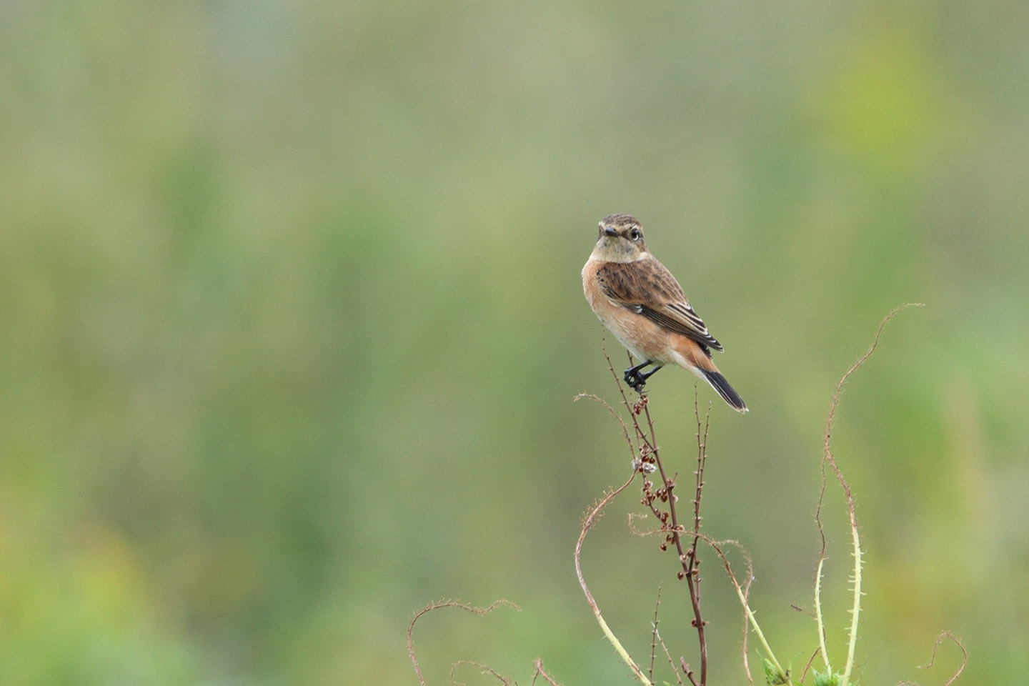 Canon EOS 6D + TAMRON SP 150-600mm F/5-6.3 Di VC USD (A011)