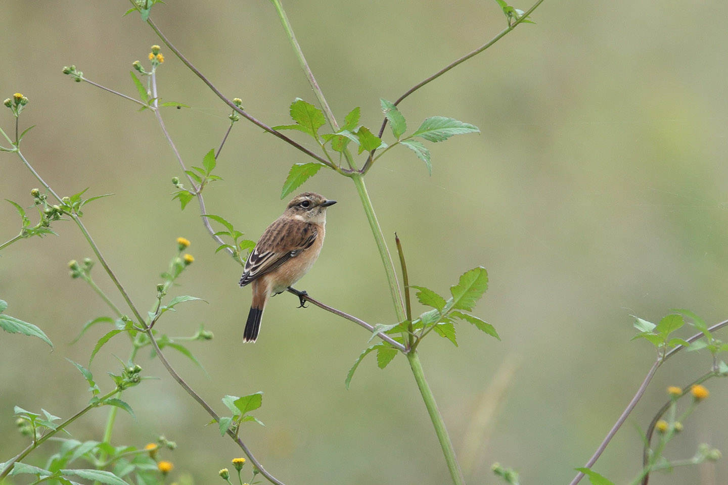 Canon EOS 6D + TAMRON SP 150-600mm F/5-6.3 Di VC USD (A011)