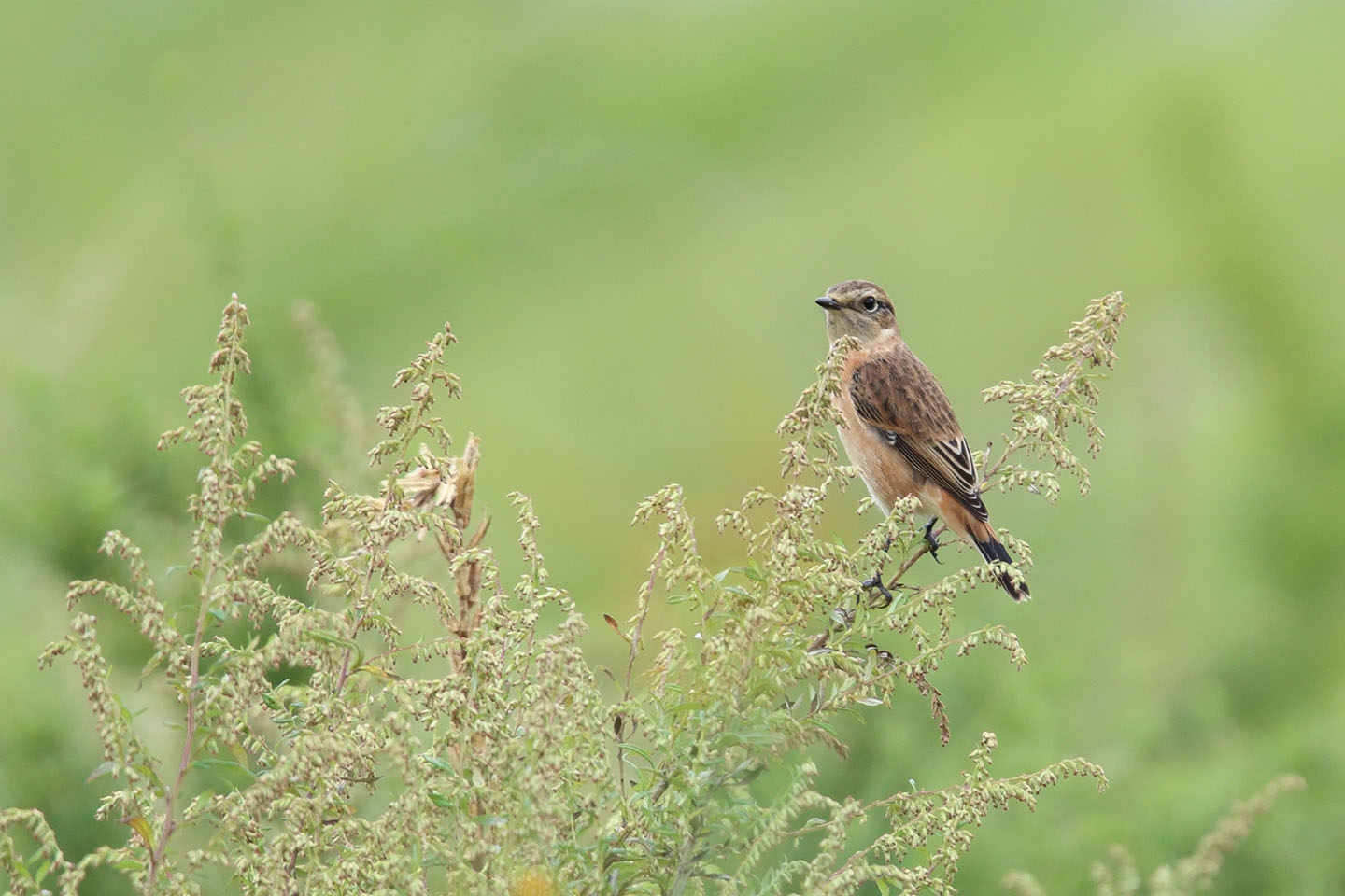 Canon EOS 6D + TAMRON SP 150-600mm F/5-6.3 Di VC USD (A011)