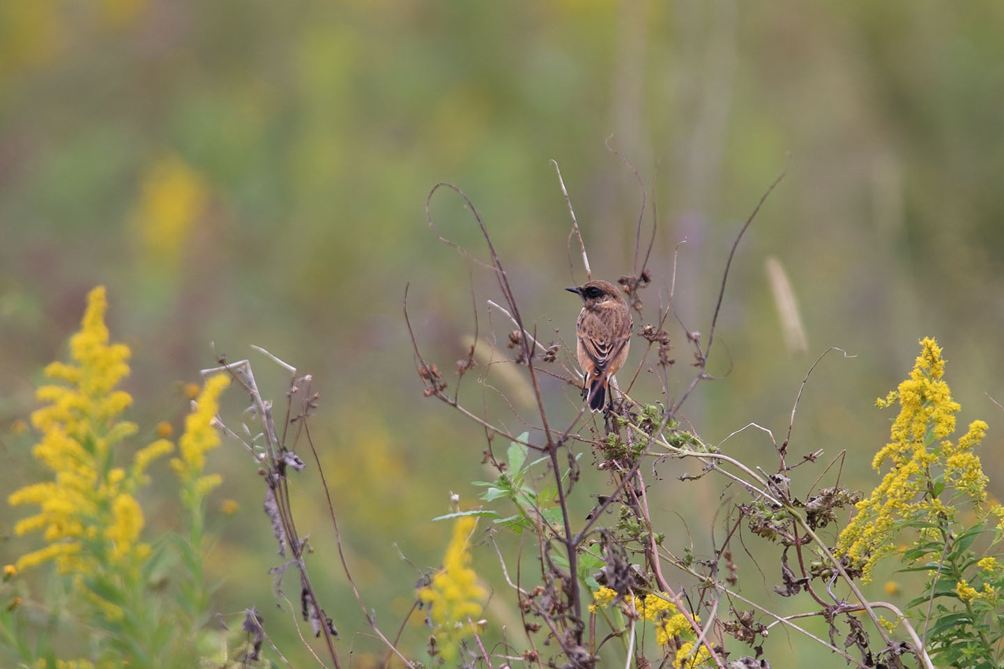 Canon EOS 6D + TAMRON SP 150-600mm F/5-6.3 Di VC USD (A011)