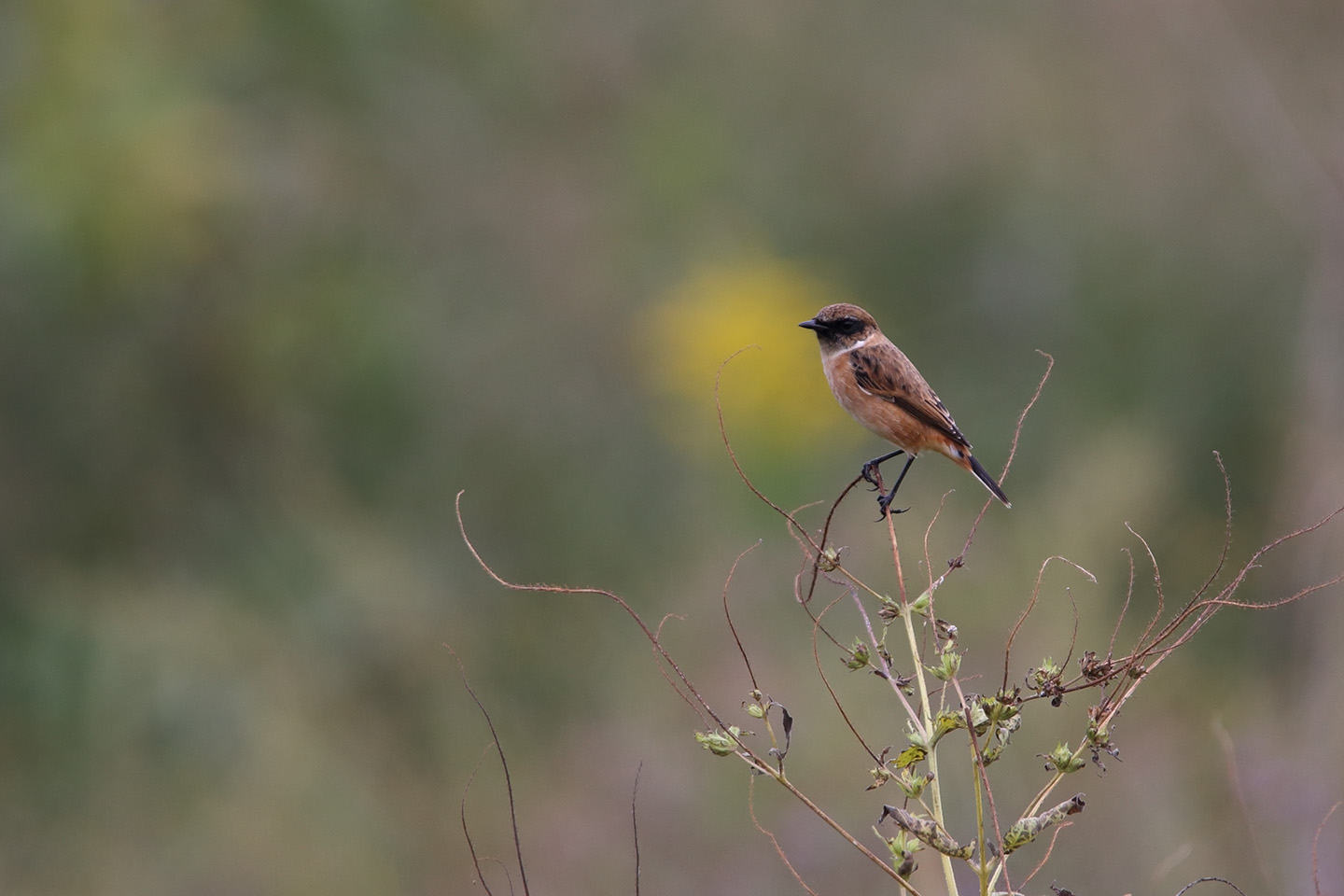 Canon EOS 6D + TAMRON SP 150-600mm F/5-6.3 Di VC USD (A011)