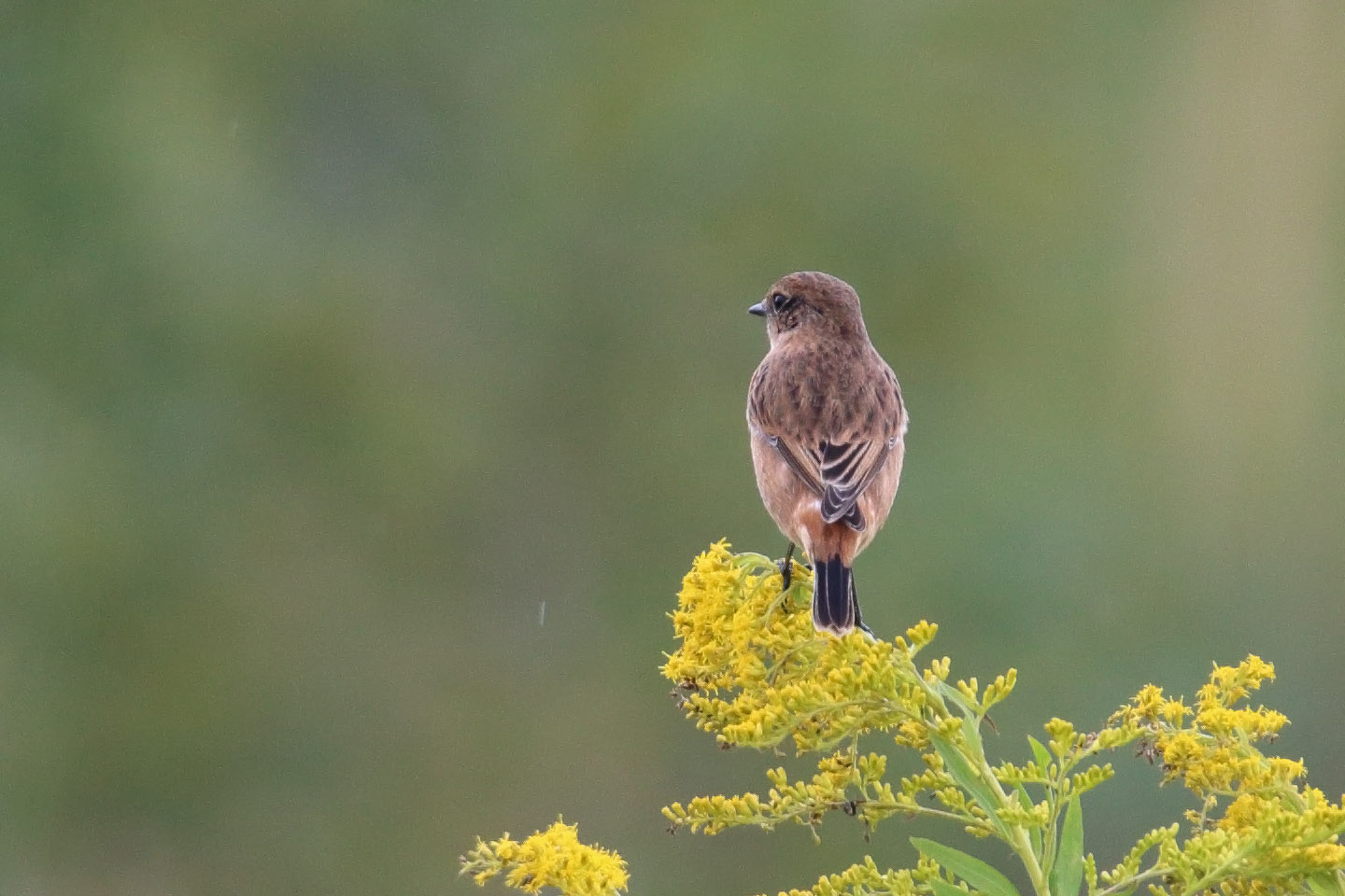 Canon EOS 6D + TAMRON SP 150-600mm F/5-6.3 Di VC USD (A011)