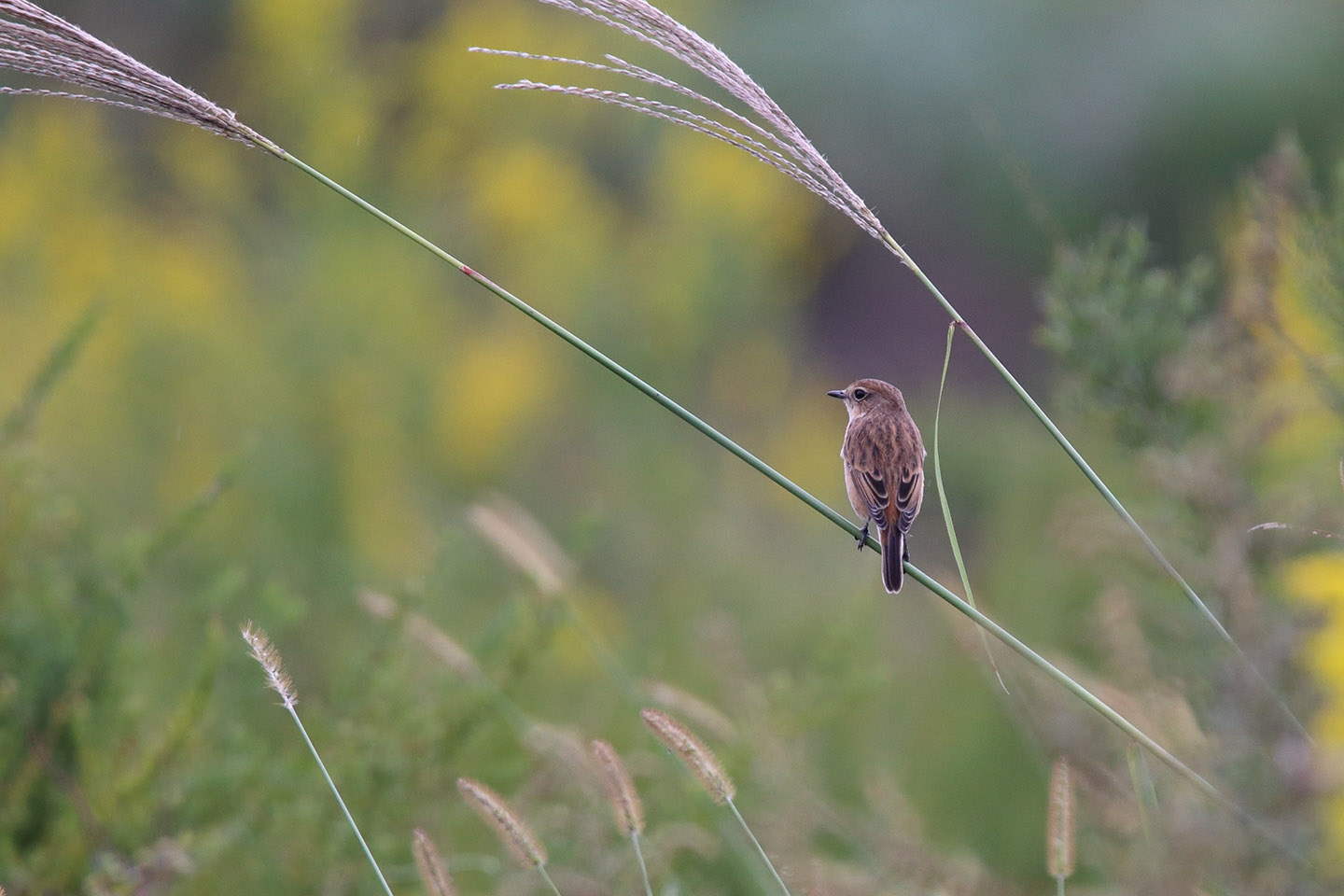 Canon EOS 6D + TAMRON SP 150-600mm F/5-6.3 Di VC USD (A011)