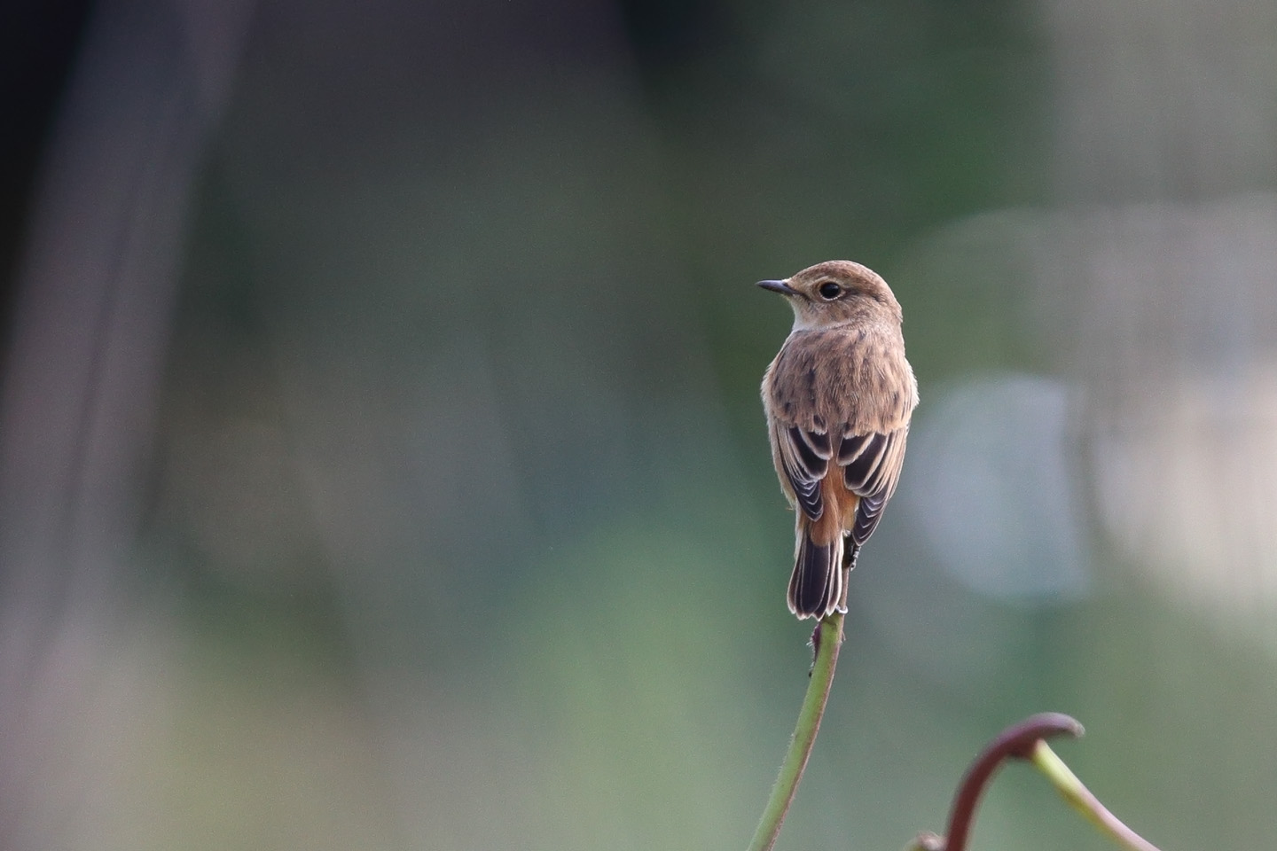 Canon EOS 6D + TAMRON SP 150-600mm F/5-6.3 Di VC USD (A011)