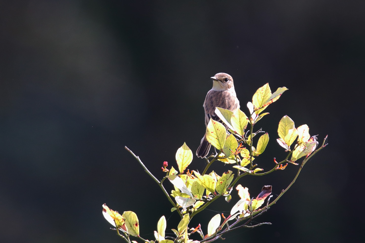 Canon EOS 6D + TAMRON SP 150-600mm F/5-6.3 Di VC USD (A011)