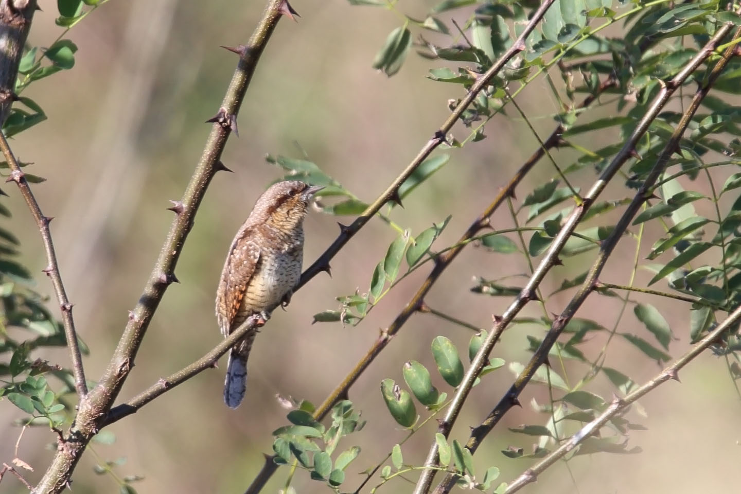 Canon EOS 6D + TAMRON SP 150-600mm F/5-6.3 Di VC USD (A011)