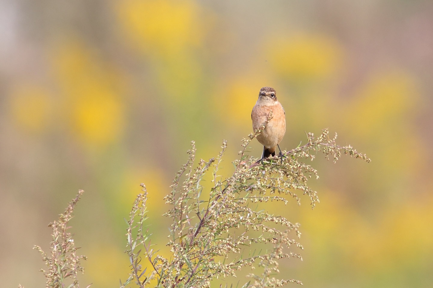 Canon EOS 6D + TAMRON SP 150-600mm F/5-6.3 Di VC USD (A011)