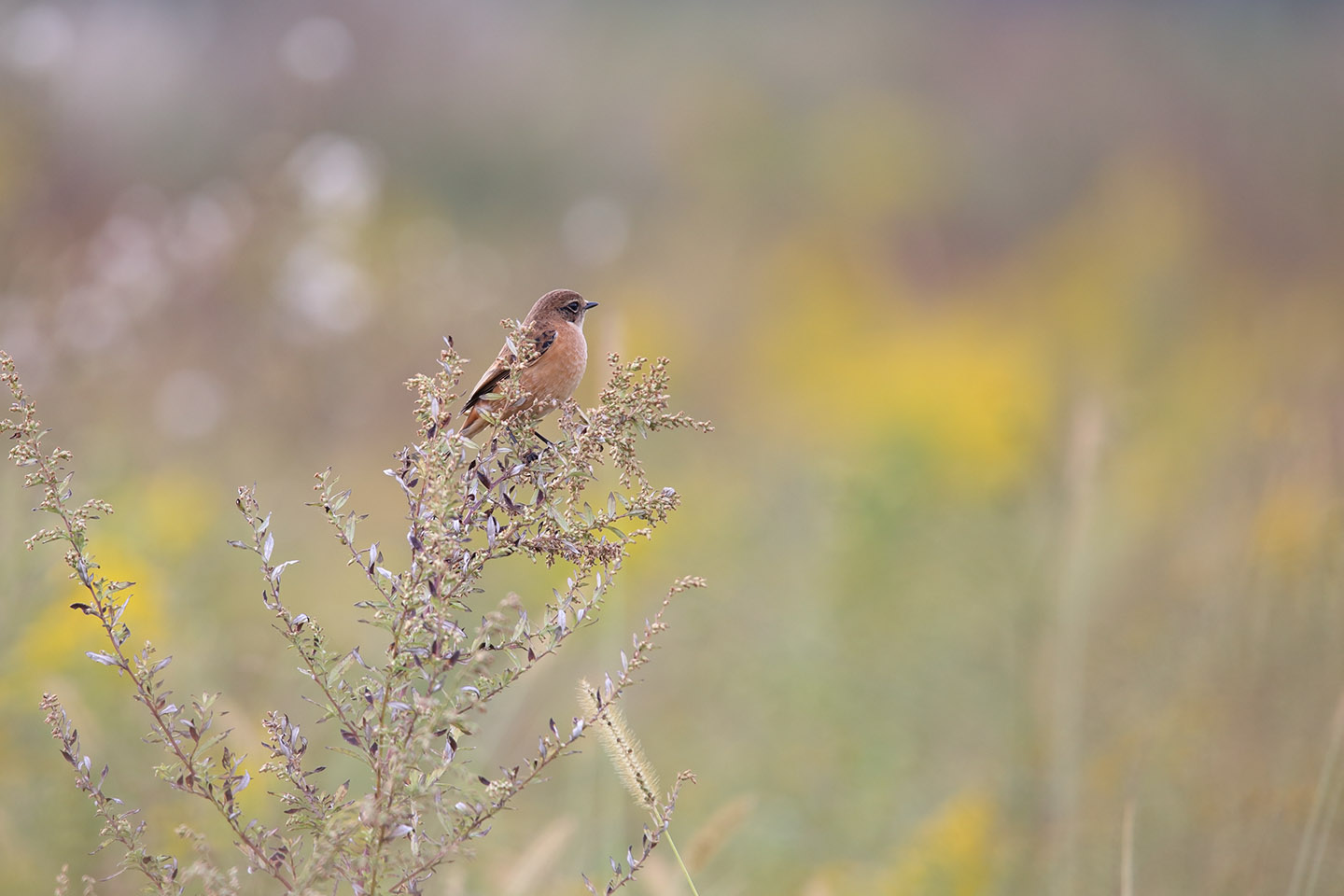 Canon EOS 6D + TAMRON SP 150-600mm F/5-6.3 Di VC USD (A011)