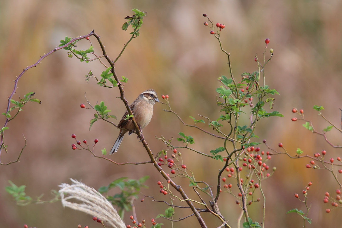 Canon EOS 6D + TAMRON SP 150-600mm F/5-6.3 Di VC USD (A011)