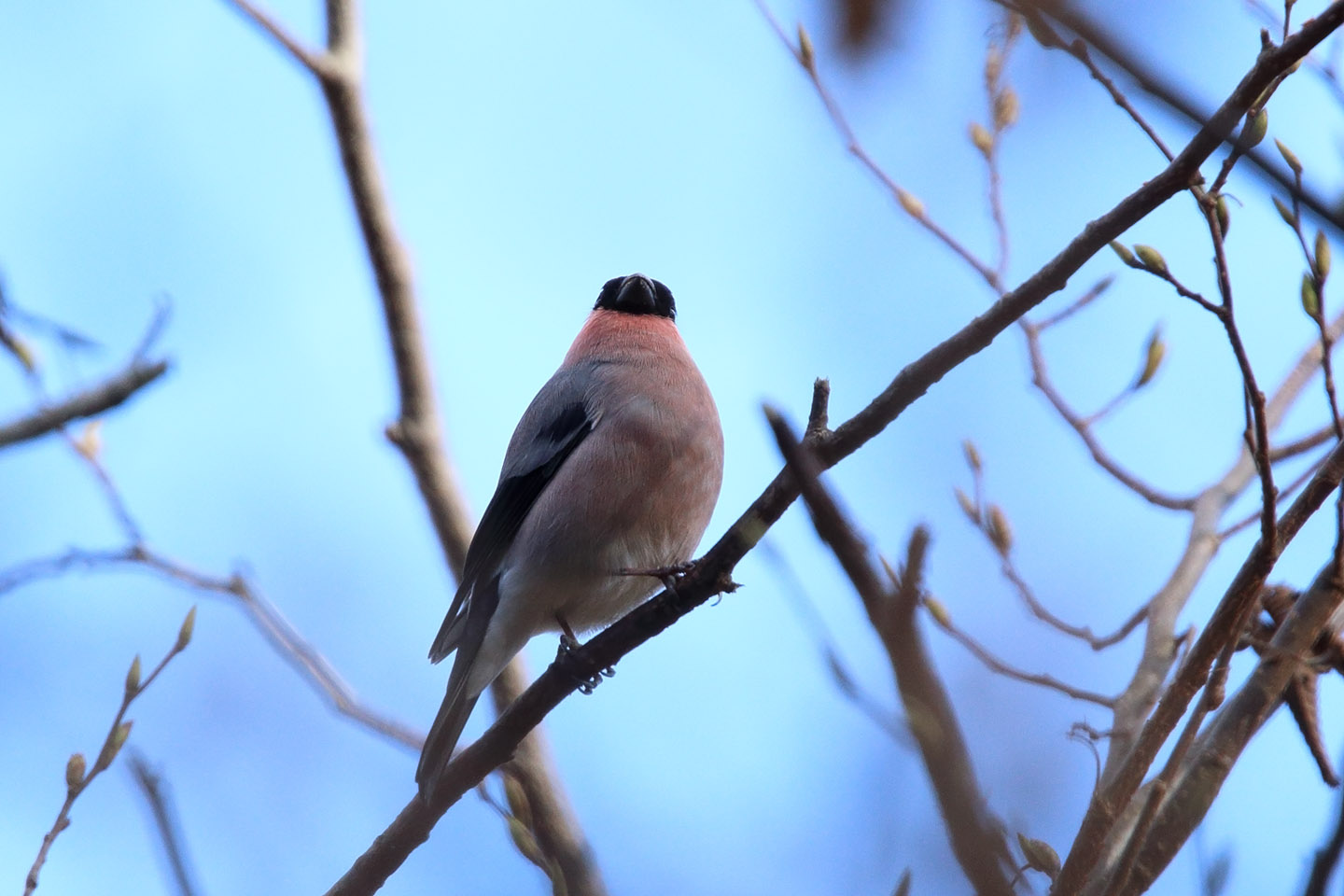 Canon EOS 6D + TAMRON SP 150-600mm F/5-6.3 Di VC USD (A011)