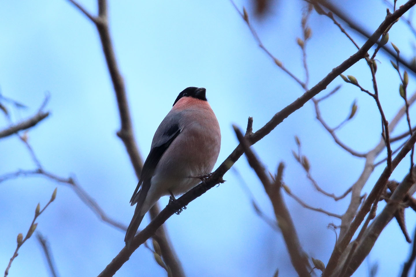 Canon EOS 6D + TAMRON SP 150-600mm F/5-6.3 Di VC USD (A011)