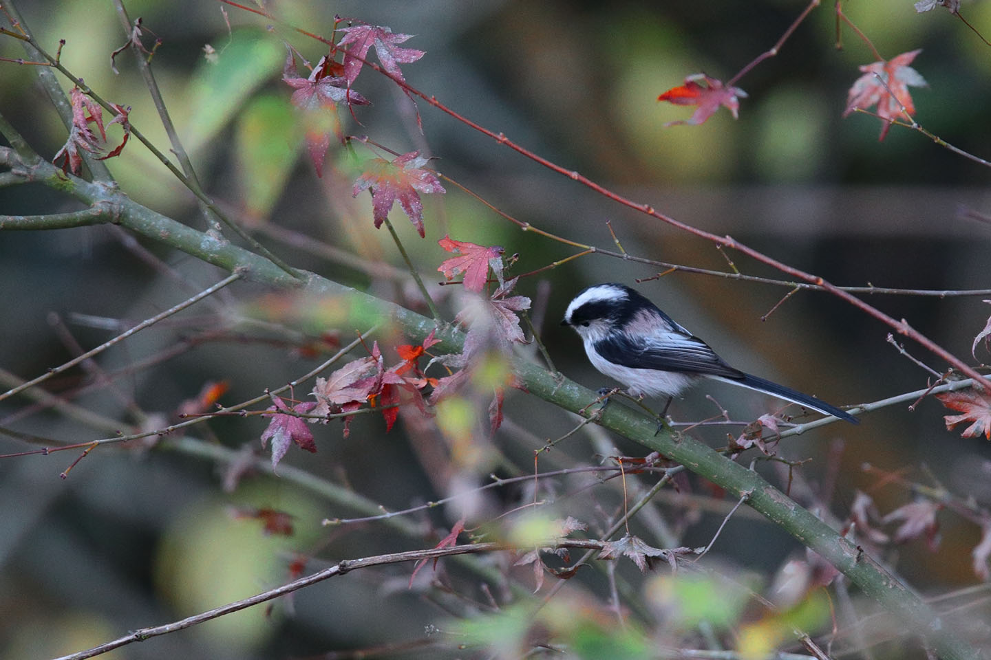 Canon EOS 6D + TAMRON SP 150-600mm F/5-6.3 Di VC USD (A011)