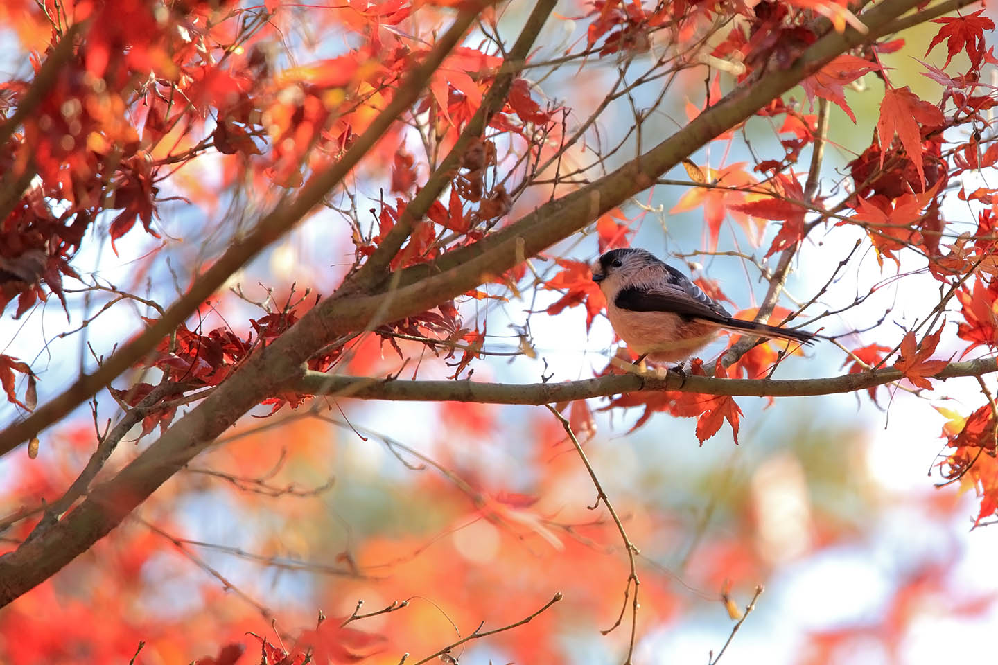 Canon EOS 6D + TAMRON SP 150-600mm F/5-6.3 Di VC USD (A011)