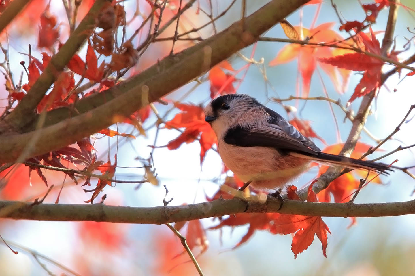 Canon EOS 6D + TAMRON SP 150-600mm F/5-6.3 Di VC USD (A011)