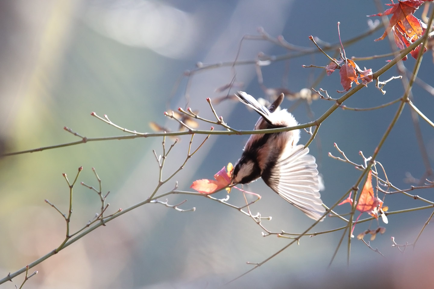 Canon EOS 6D + TAMRON SP 150-600mm F/5-6.3 Di VC USD (A011)