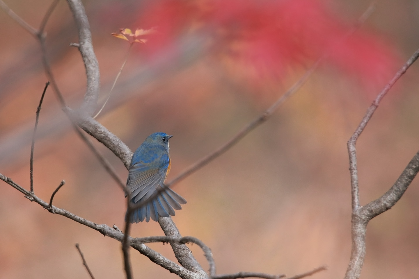 Canon EOS 6D + TAMRON SP 150-600mm F/5-6.3 Di VC USD (A011)