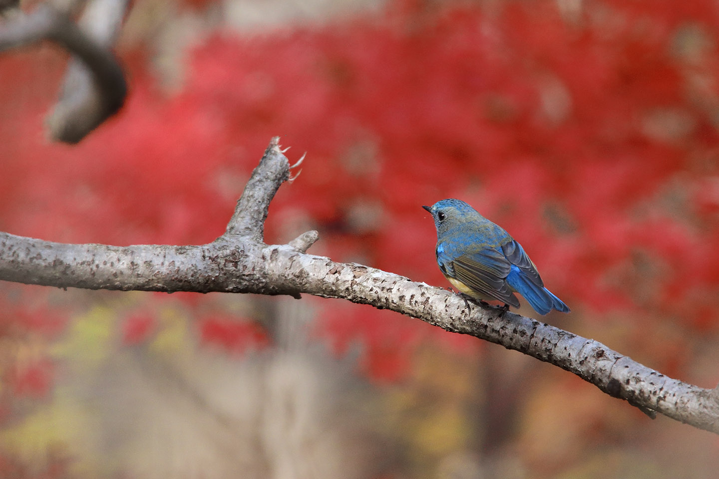 Canon EOS 6D + TAMRON SP 150-600mm F/5-6.3 Di VC USD (A011)