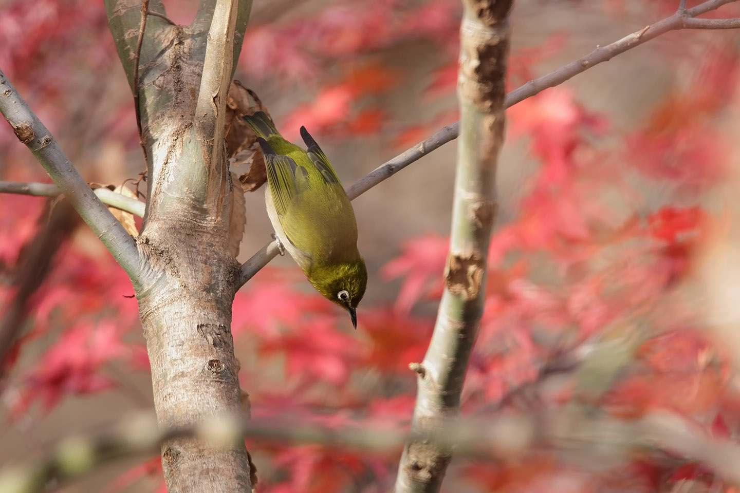 Canon EOS 6D + TAMRON SP 150-600mm F/5-6.3 Di VC USD (A011)