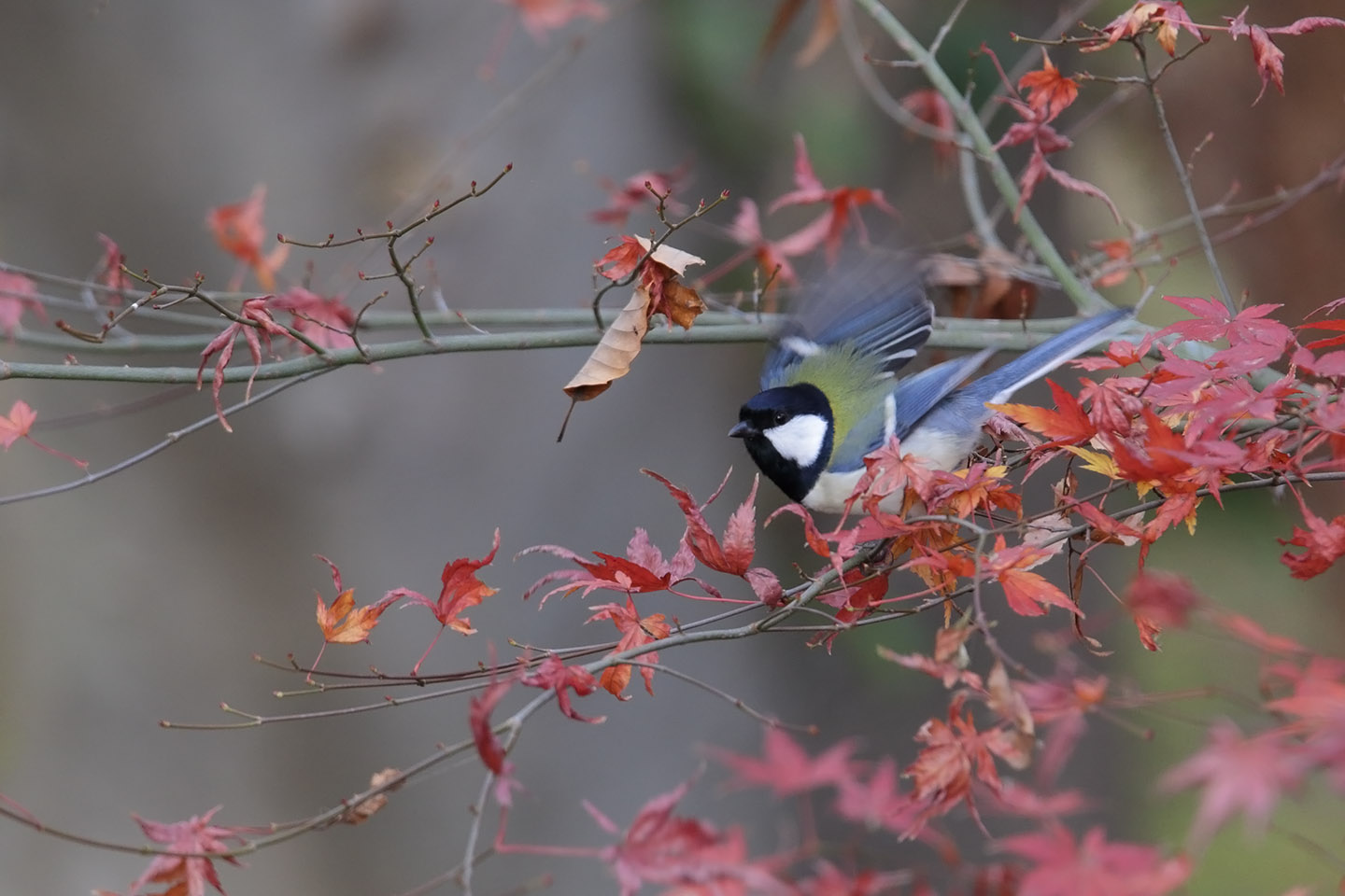 Canon EOS 6D + TAMRON SP 150-600mm F/5-6.3 Di VC USD (A011)