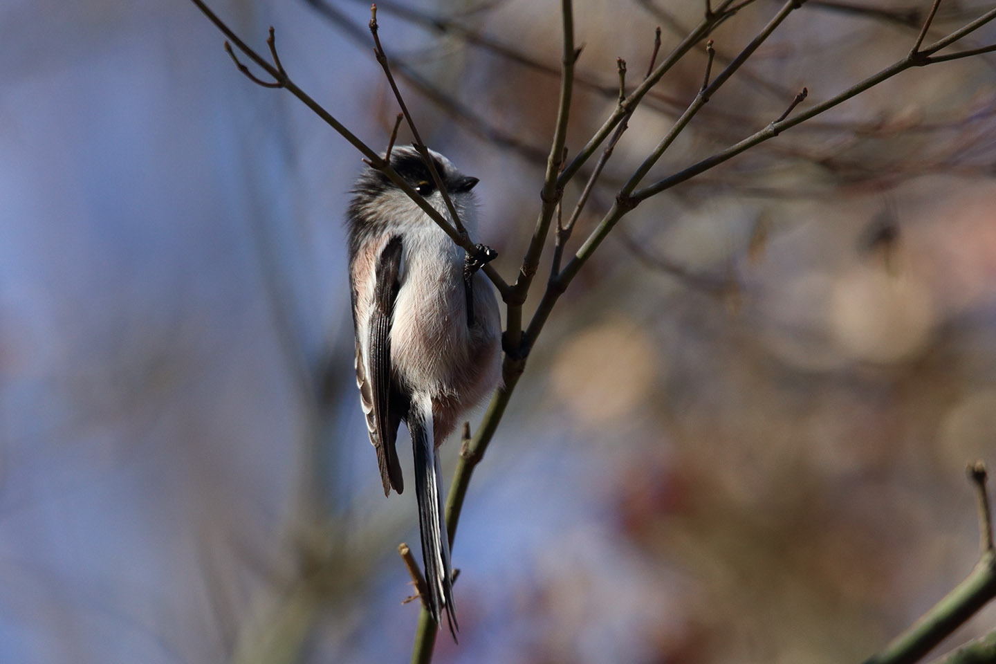 Canon EOS 6D + TAMRON SP 150-600mm F/5-6.3 Di VC USD (A011)