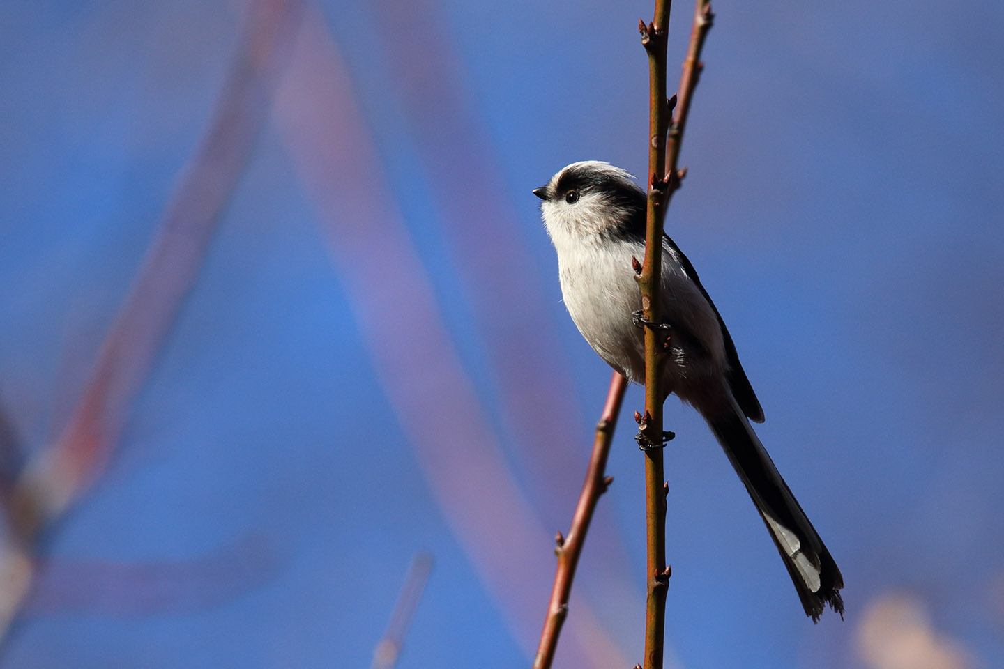 Canon EOS 6D + TAMRON SP 150-600mm F/5-6.3 Di VC USD (A011)